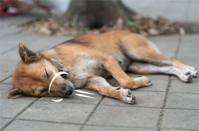 狗狗常见的7个意外及措施，希望你用不上