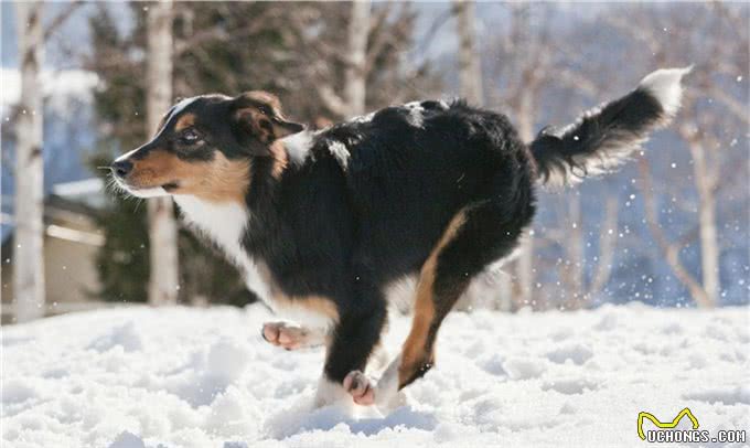 边境牧羊犬生活习性解密