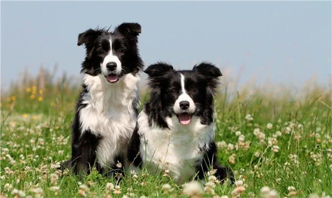 边境牧羊犬生活习性解密