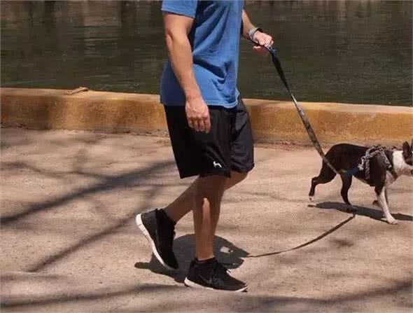 如何训练狗狗散步时不要暴冲?