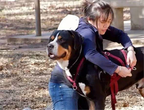 如何训练狗狗散步时不要暴冲?