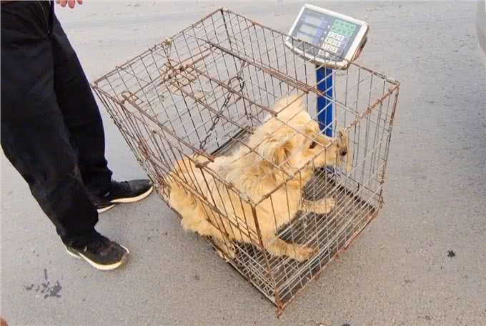 河南：狗贩以为捡到漏，谁知竟是只病狗，狗贩：一天两天死不了