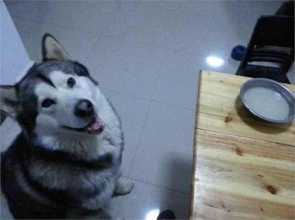 适合狗吃的五种食物，土狗宠物狗都可以，尤其是第一次养狗要注意