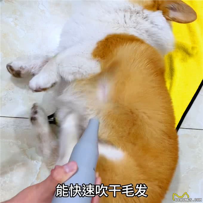 这下在家也能自己给狗狗修剪毛发啦!—艾主人宠物美毛一体机