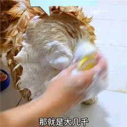 这下在家也能自己给狗狗修剪毛发啦!—艾主人宠物美毛一体机