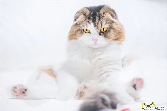 猫的软骨增生异常症候群：一种难以忽视的遗传疾病