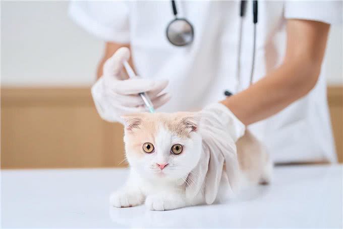 猫的软骨增生异常症候群：一种难以忽视的遗传疾病