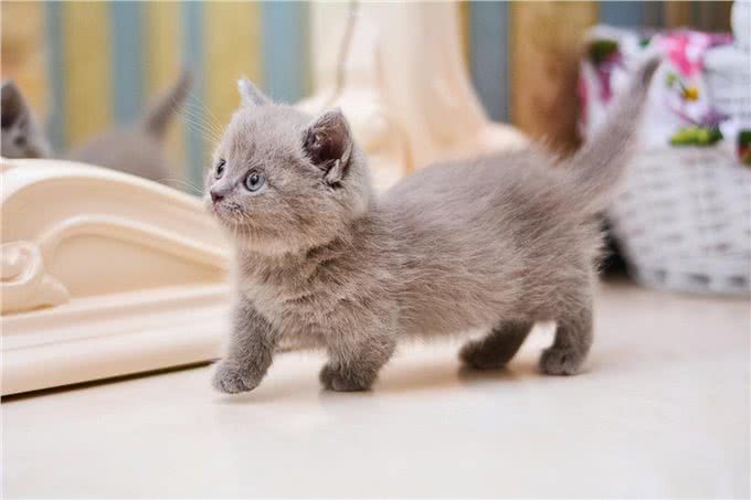 猫的软骨增生异常症候群：一种难以忽视的遗传疾病