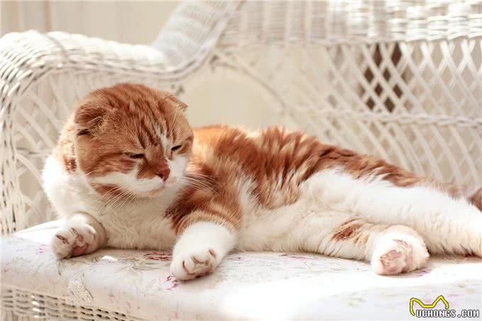 猫的软骨增生异常症候群：一种难以忽视的遗传疾病