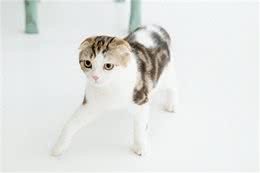 猫的软骨增生异常症候群：一种难以忽视的遗传疾病