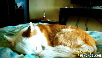 狗狗的睡眠质量是否会影响它的寿命?