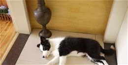 狗狗的睡眠质量是否会影响它的寿命?