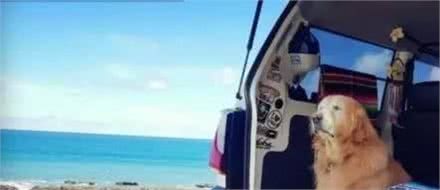 18岁金毛休克，治好后，主人决定辞职，带狗狗看看外面的世界