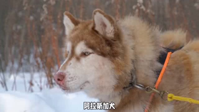 阿拉斯加犬交配季揭秘