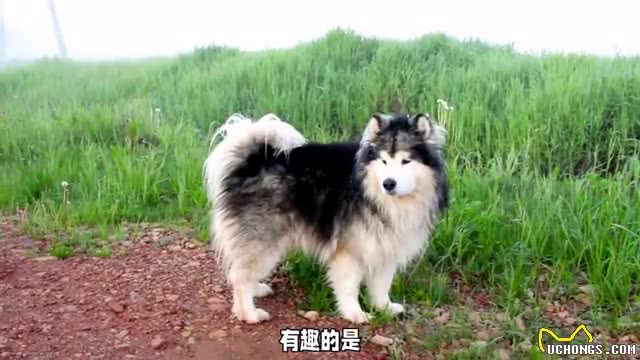 阿拉斯加犬交配季揭秘