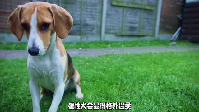 阿拉斯加犬交配季揭秘