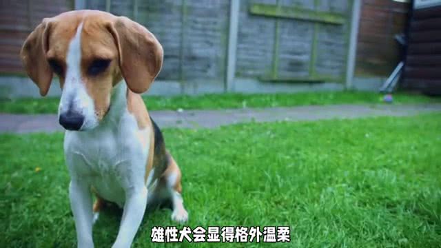 阿拉斯加犬交配季揭秘