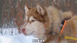 阿拉斯加犬交配季揭秘