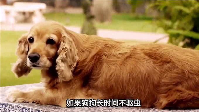 狗狗为什么喜欢摇尾巴—掉毛可劲儿掉毛