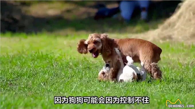 狗狗为什么喜欢摇尾巴—掉毛可劲儿掉毛