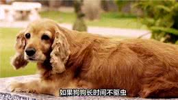 狗狗为什么喜欢摇尾巴—掉毛可劲儿掉毛