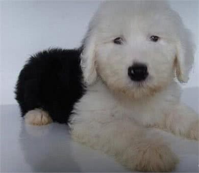 古牧犬在农村受到了欺负，再提回老家，它心里打怵