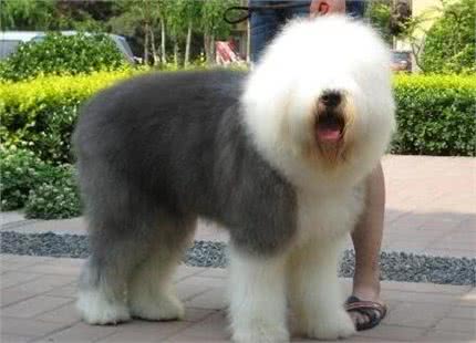 古牧犬在农村受到了欺负，再提回老家，它心里打怵