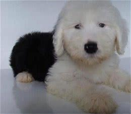 古牧犬在农村受到了欺负，再提回老家，它心里打怵