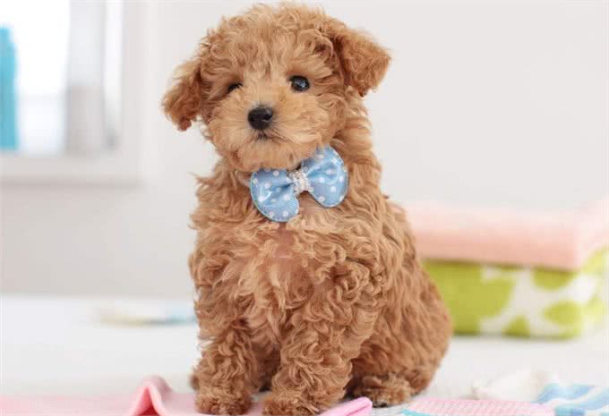 贵宾犬吃什么?这些食物碰不得