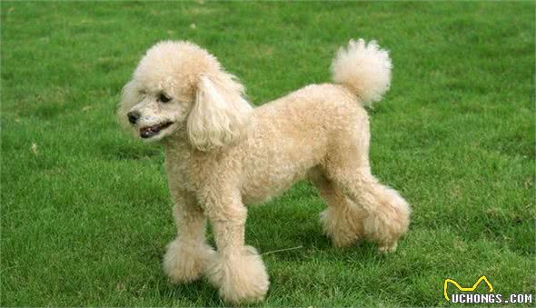 贵宾犬吃什么?这些食物碰不得