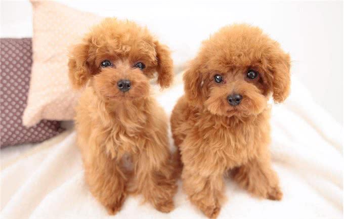 贵宾犬吃什么?这些食物碰不得