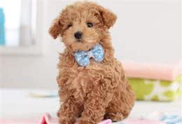 贵宾犬吃什么?这些食物碰不得