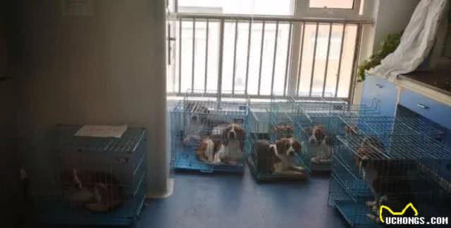 天使比格犬-为人类美好生活的牺牲者