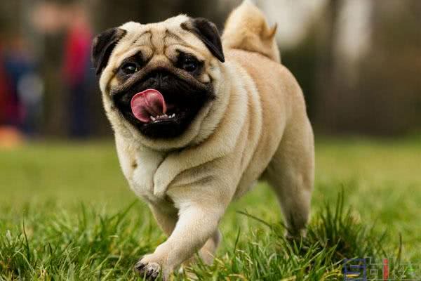 短毛大眼爱干净的狗狗，巴哥犬的日常护理怎么做?
