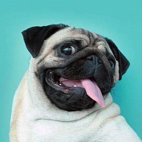 短毛大眼爱干净的狗狗，巴哥犬的日常护理怎么做?