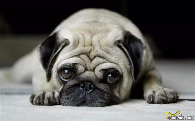 短毛大眼爱干净的狗狗，巴哥犬的日常护理怎么做?