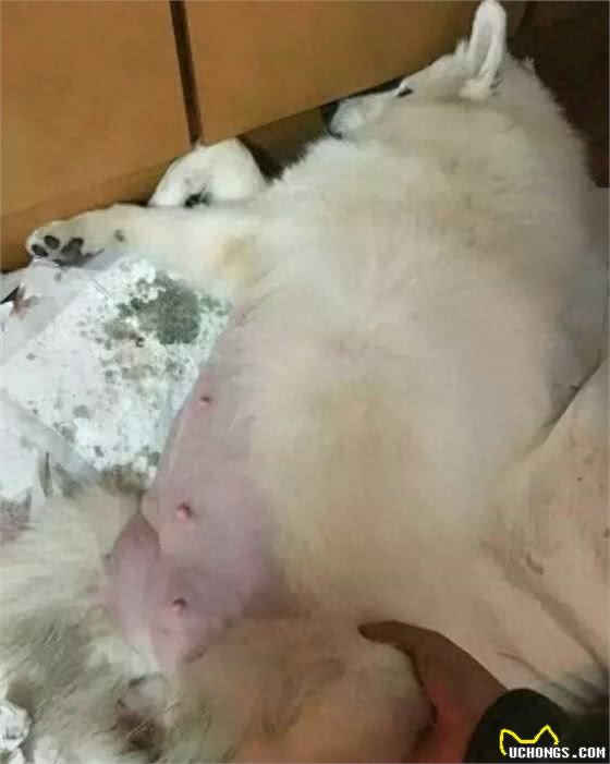 家里母狗正在生产，生一只，主人用绳子捆住一只!