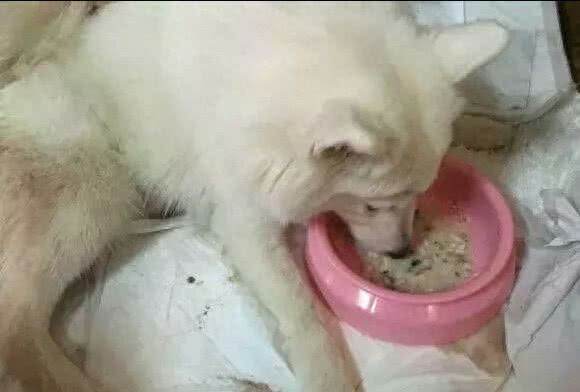 家里母狗正在生产，生一只，主人用绳子捆住一只!