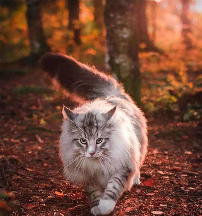 这辈子，请一定要养一只挪威森林猫