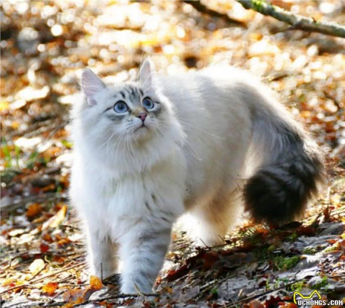 这辈子，请一定要养一只挪威森林猫