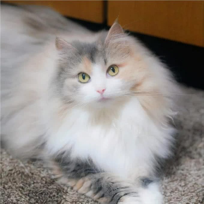 这辈子，请一定要养一只挪威森林猫
