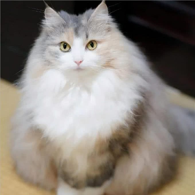 这辈子，请一定要养一只挪威森林猫