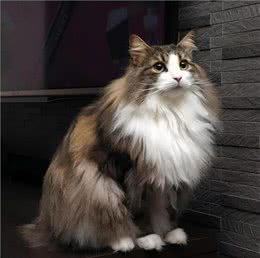 这辈子，请一定要养一只挪威森林猫
