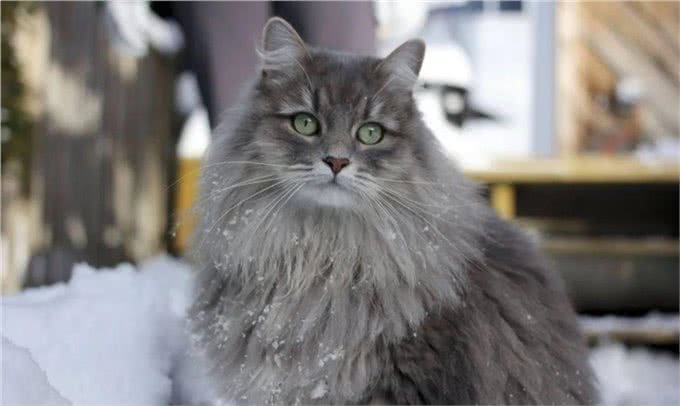 猫咪被制裁，俄罗斯方块瑟瑟发抖