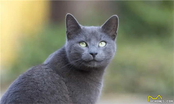 猫咪被制裁，俄罗斯方块瑟瑟发抖
