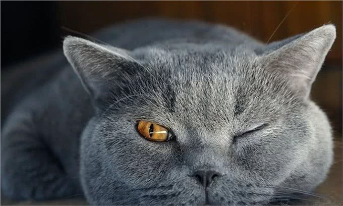 猫咪被制裁，俄罗斯方块瑟瑟发抖