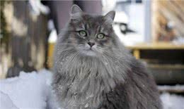 猫咪被制裁，俄罗斯方块瑟瑟发抖