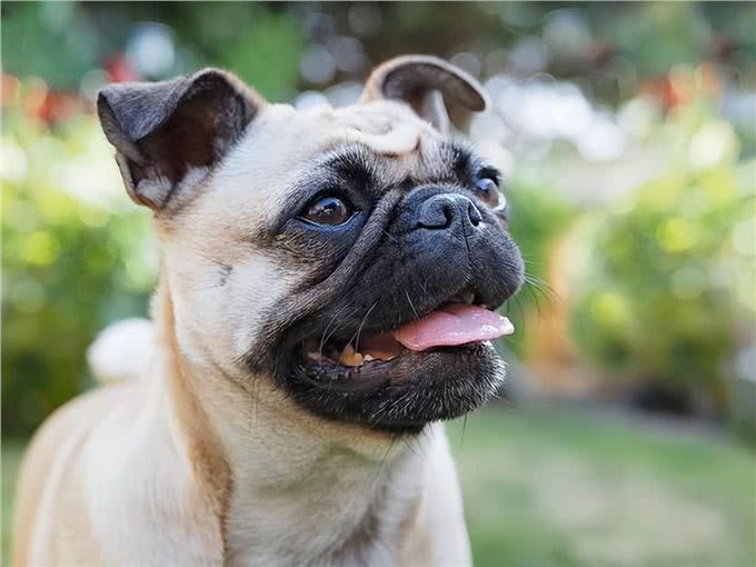 法国斗牛犬和哈巴狗可能成为禁止品种，因为它们天生存在健康问题