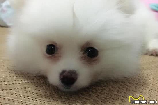 博美太难养了，告诉你16个不能养博美的理由