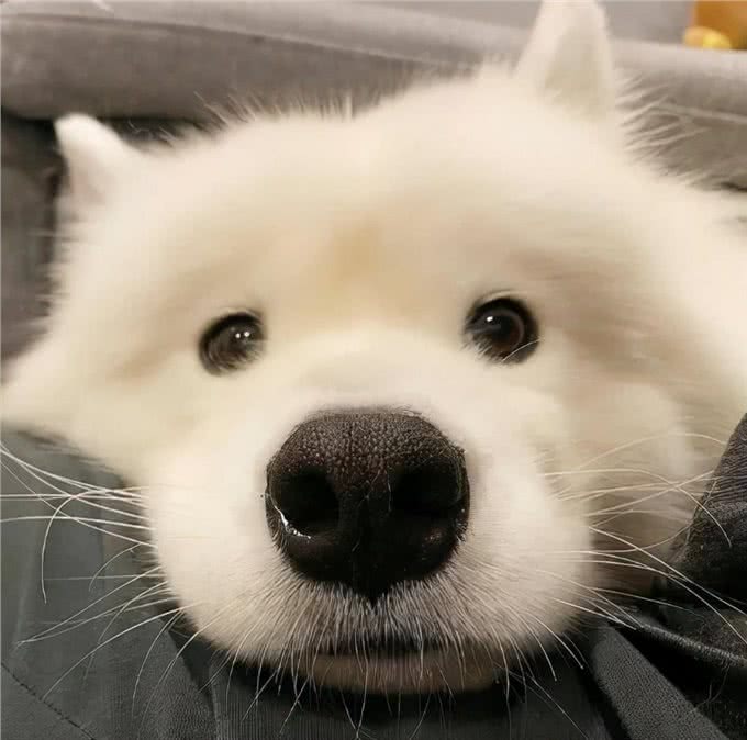 狗狗缺钙会有什么表现?人的钙片狗能吃吗?